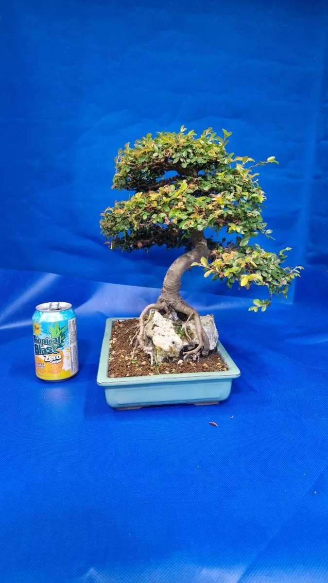 Chinese Elm Bonsai - Image 4