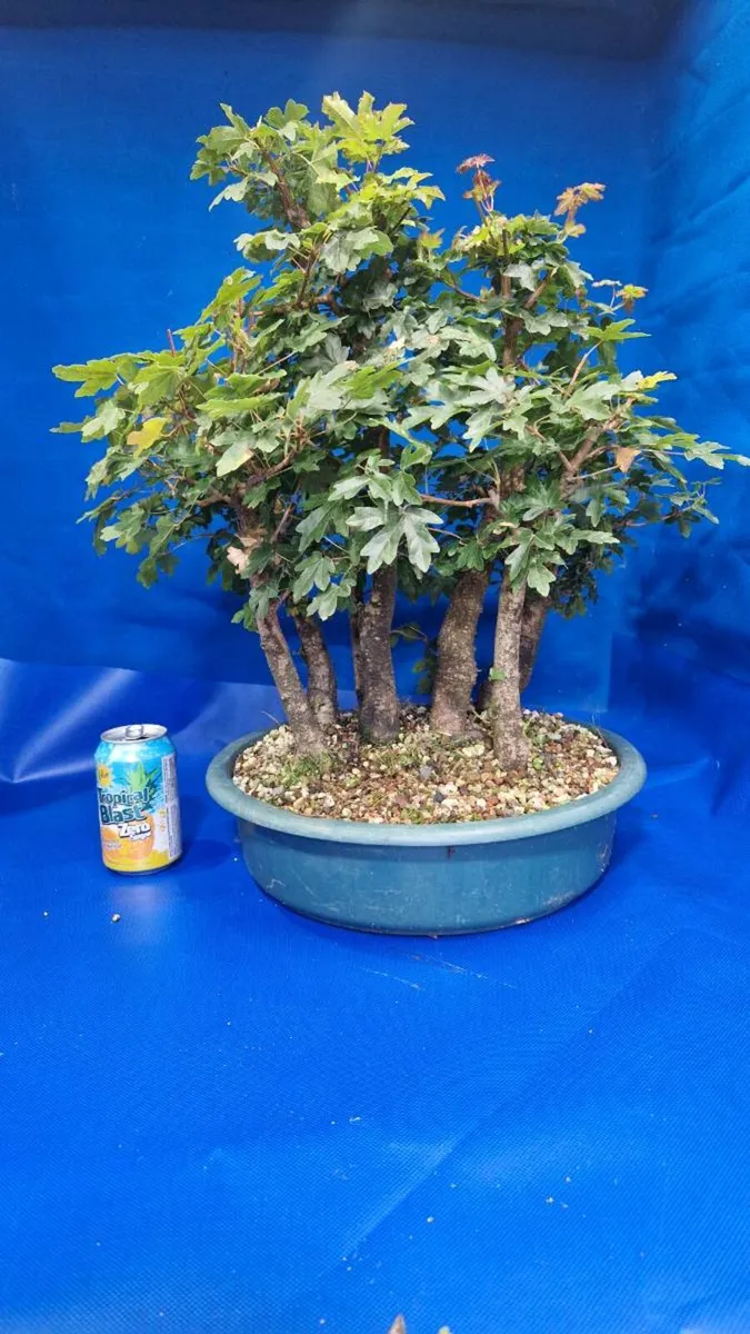 Field Maple Bonsai - Image 1