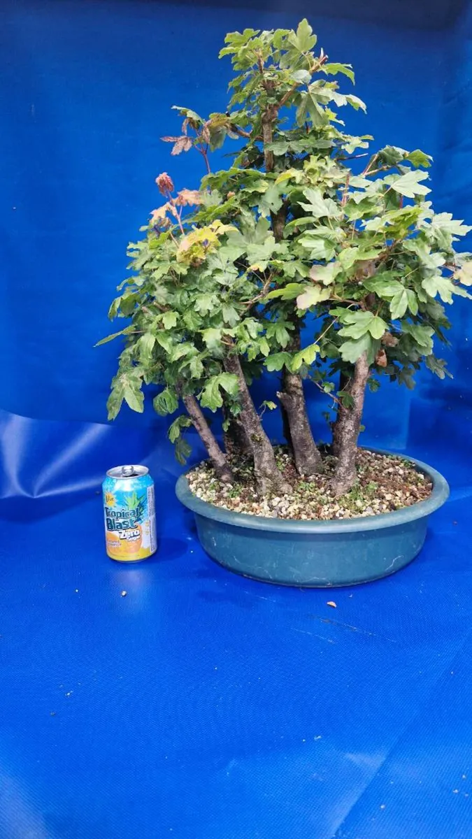 Field Maple Bonsai - Image 2