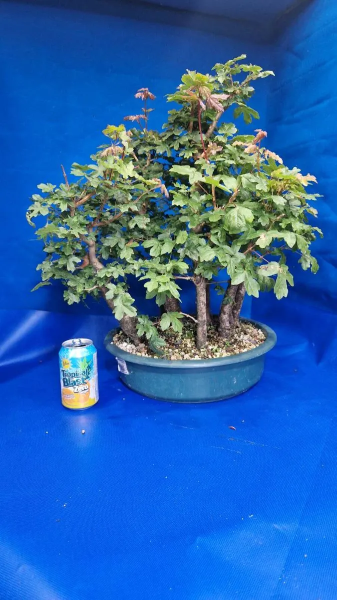 Field Maple Bonsai - Image 3