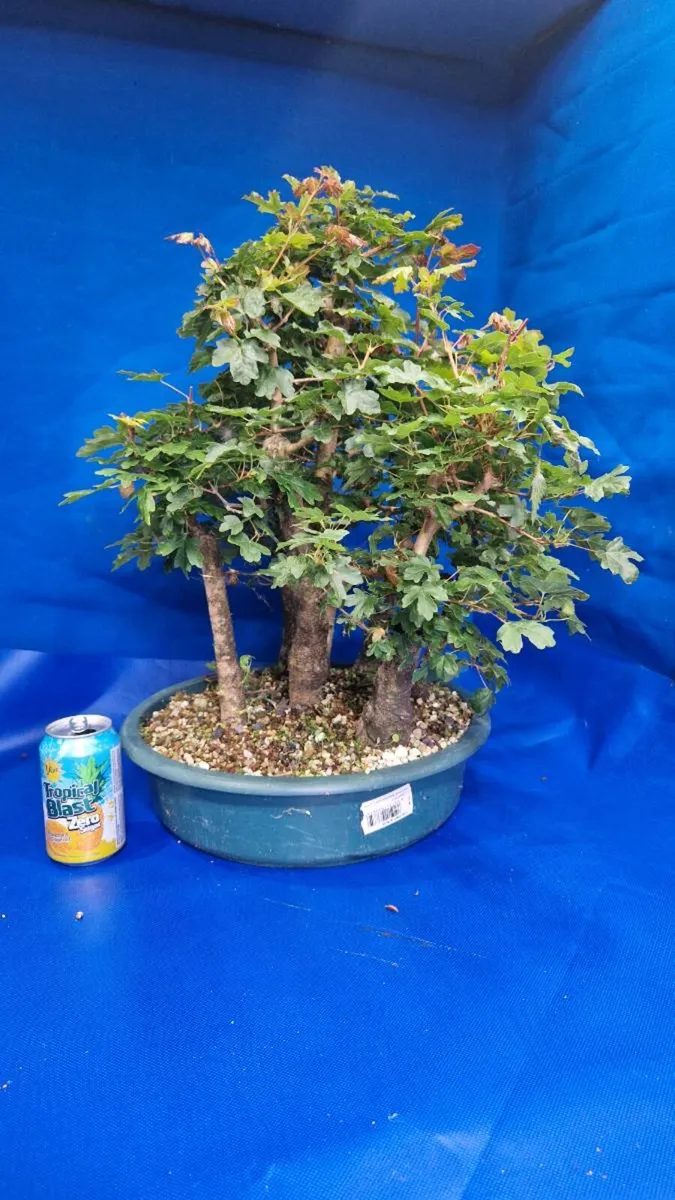 Field Maple Bonsai - Image 4