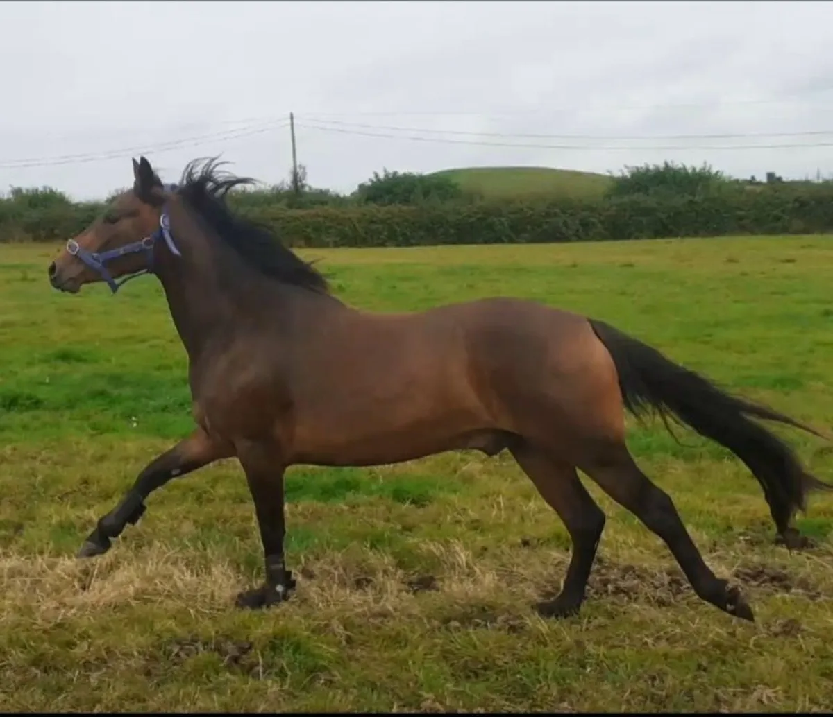 Lot 333 clifden - Image 1
