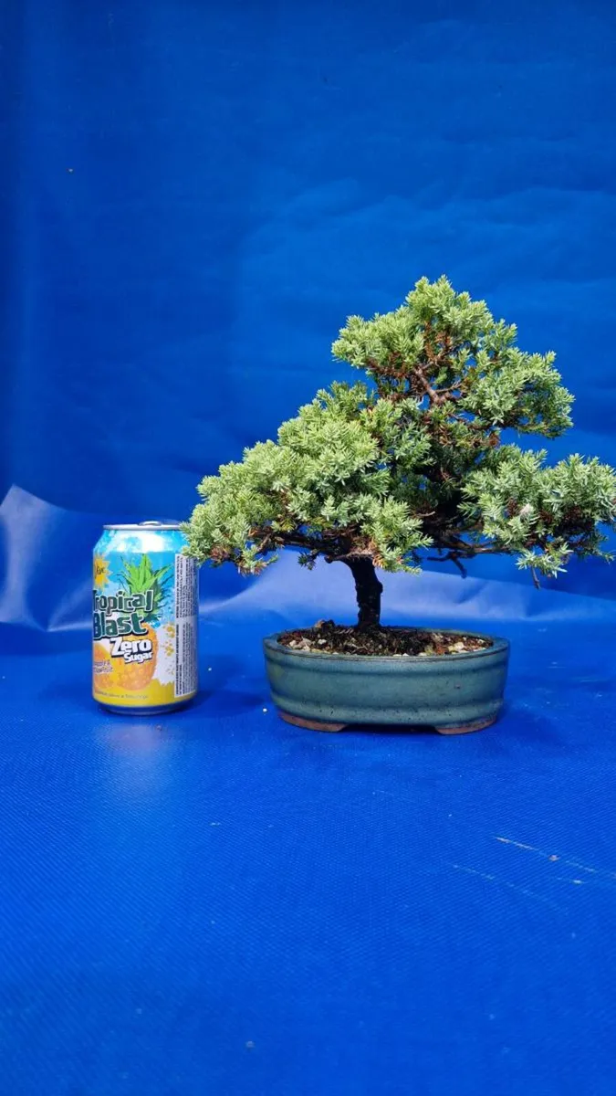Juniper Bonsai - Image 1