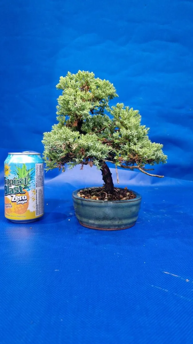 Juniper Bonsai - Image 2