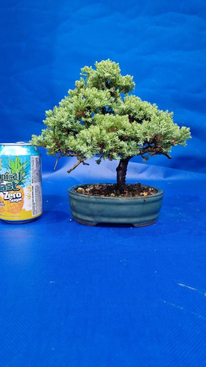 Juniper Bonsai - Image 3