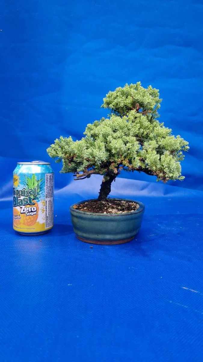Juniper Bonsai - Image 4
