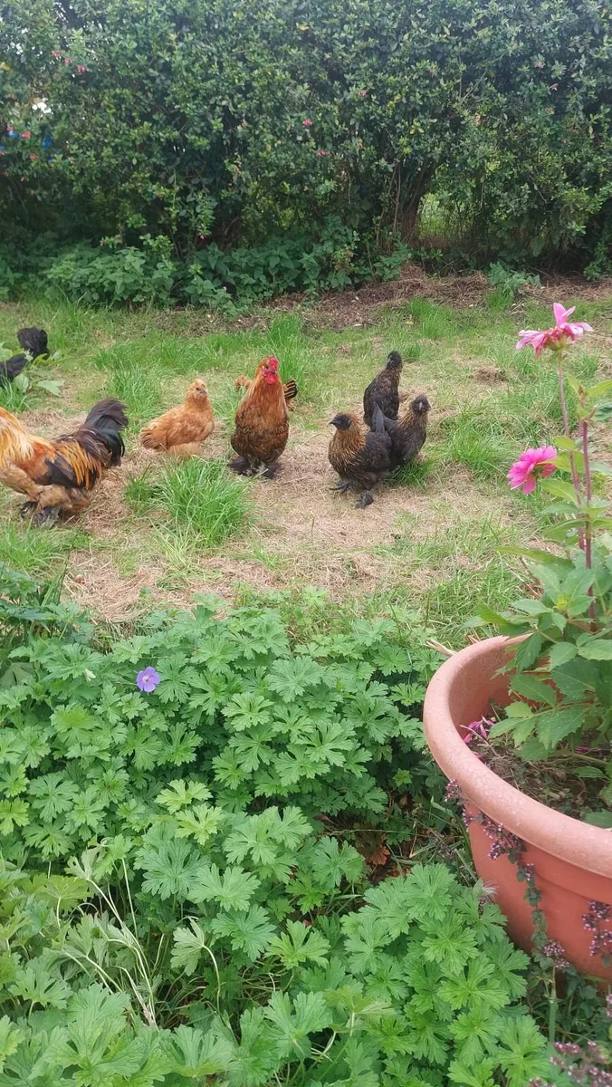 Hen's for sale - Image 1
