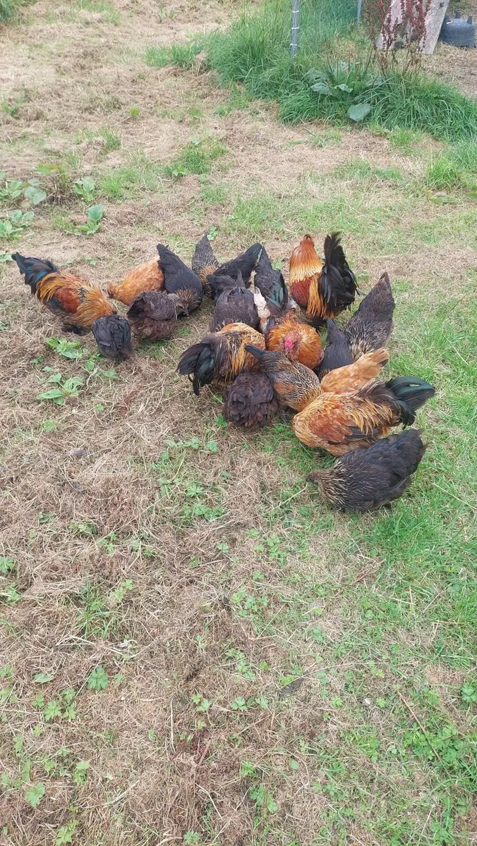 Hen's for sale - Image 2