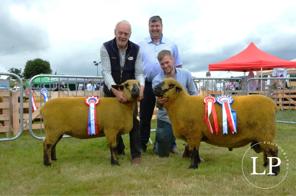 Pedigree Hampshire down ram lambs - Image 2
