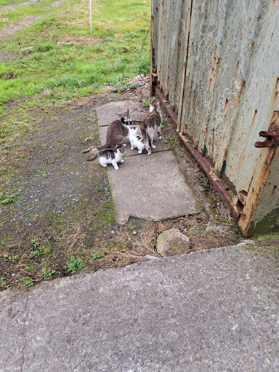 Kittens - Image 2