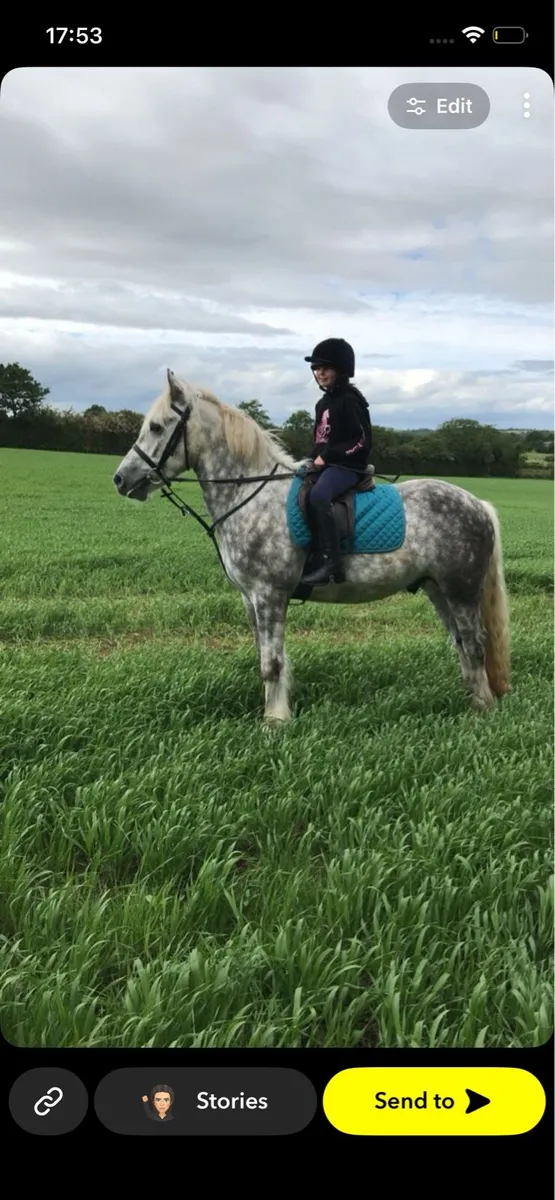 Horse - Image 2