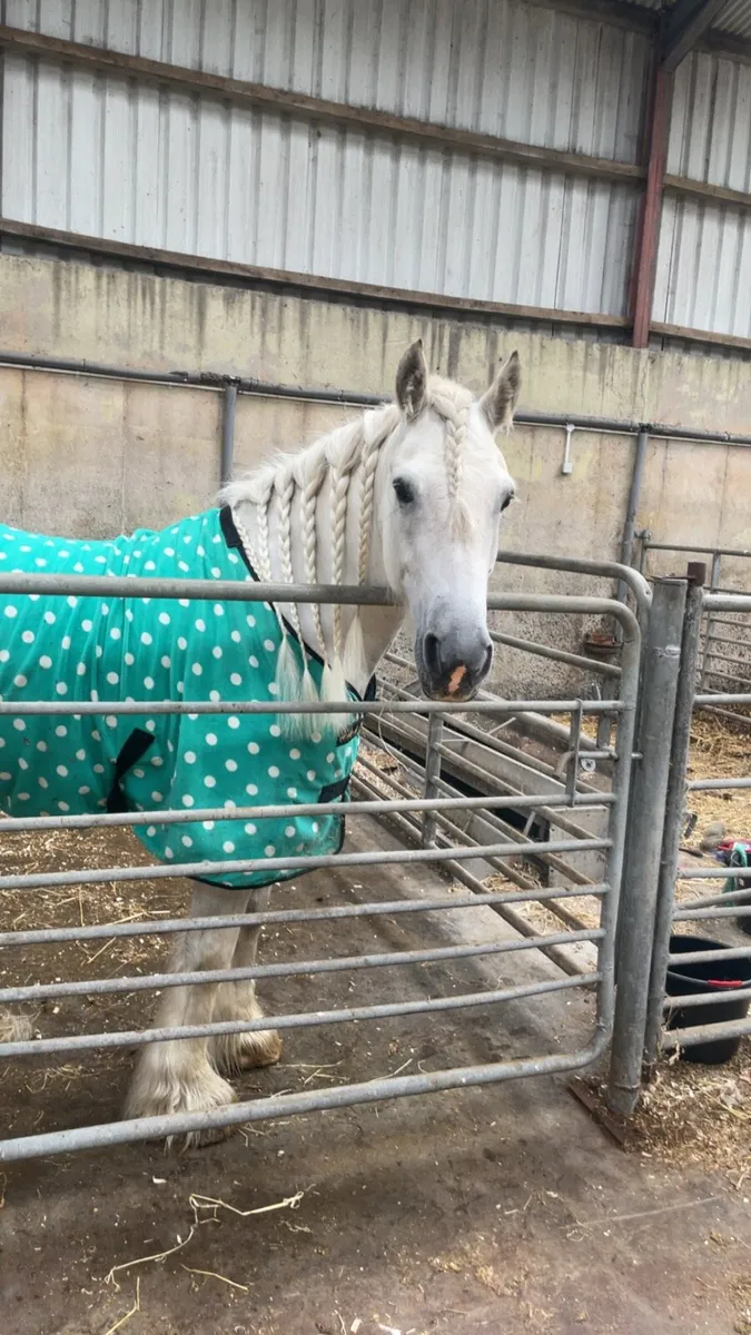 Horse - Image 3