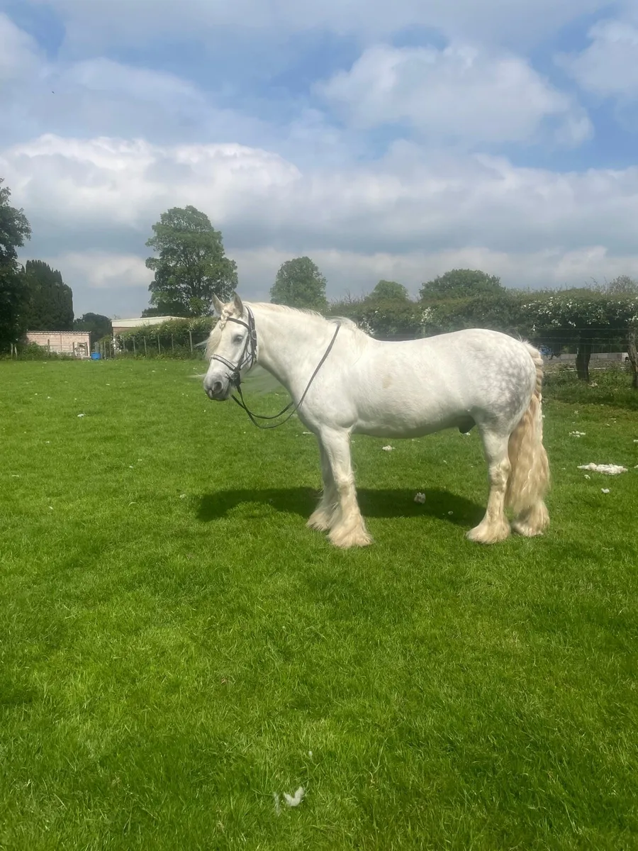 Horse - Image 4