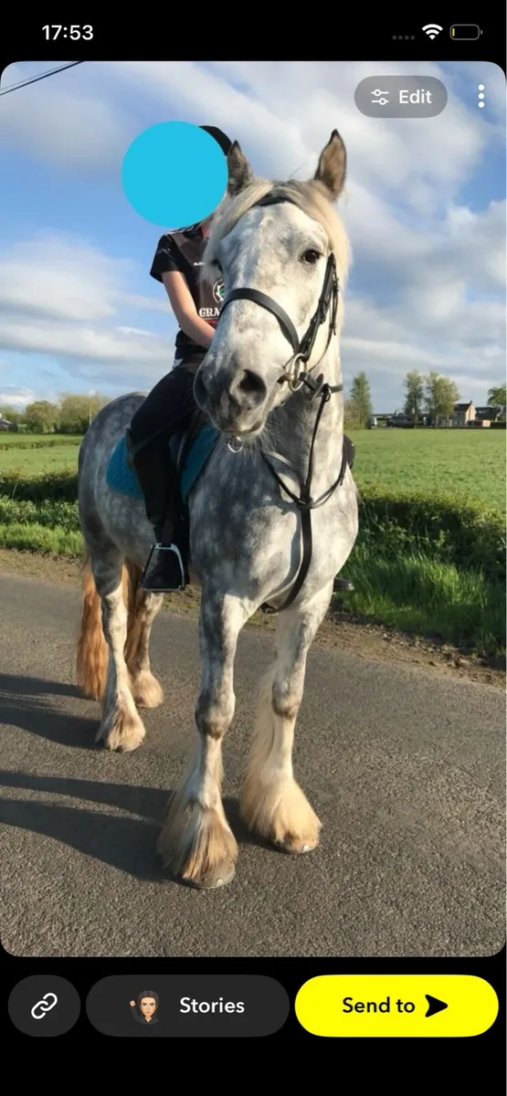 Horse - Image 1
