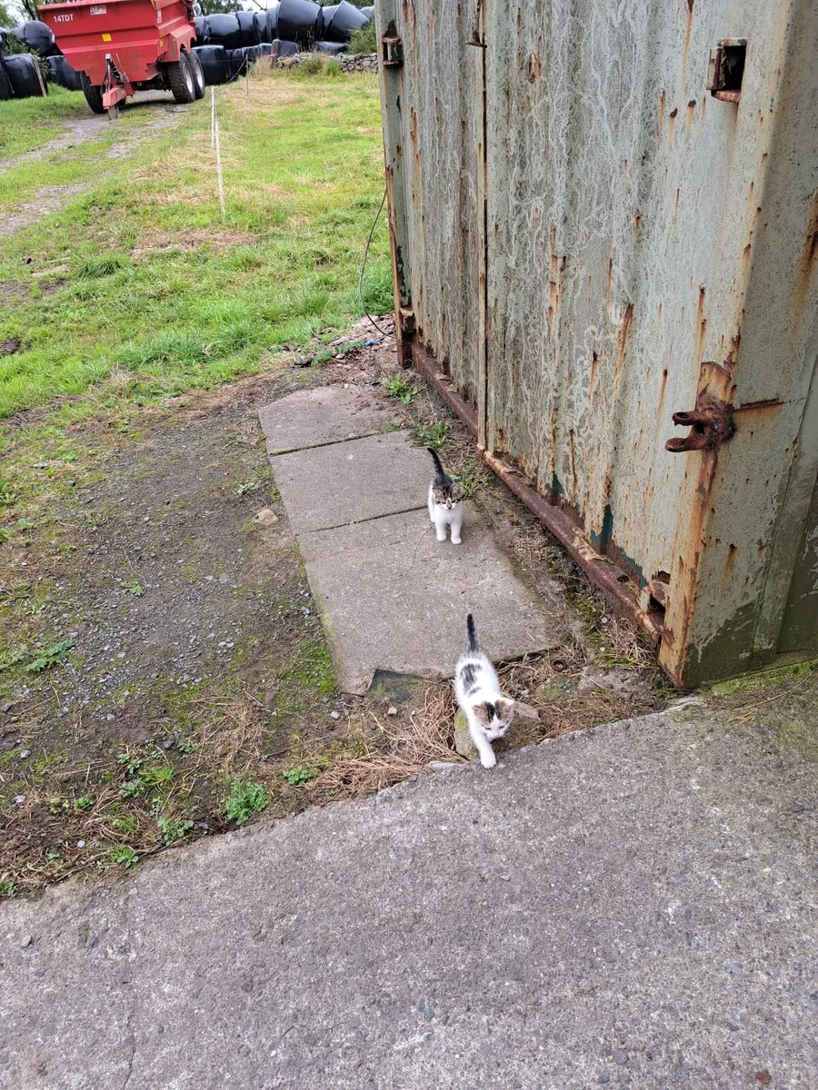 Kittens - Image 3