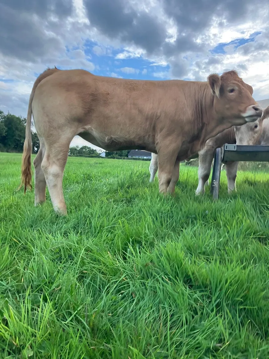 Pedigree Heifers 🌟5 Stars🌟 Charolais & Limousin - Image 2