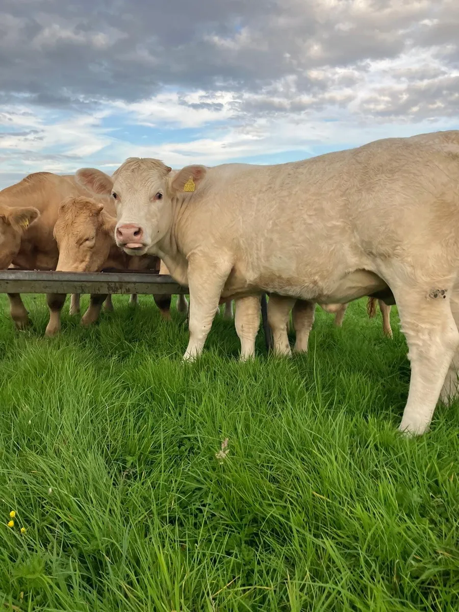 Pedigree Heifers 🌟5 Stars🌟 Charolais & Limousin - Image 1