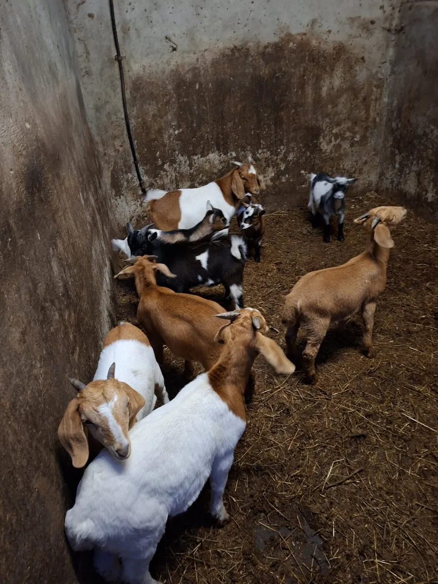Kid Goats - Image 1
