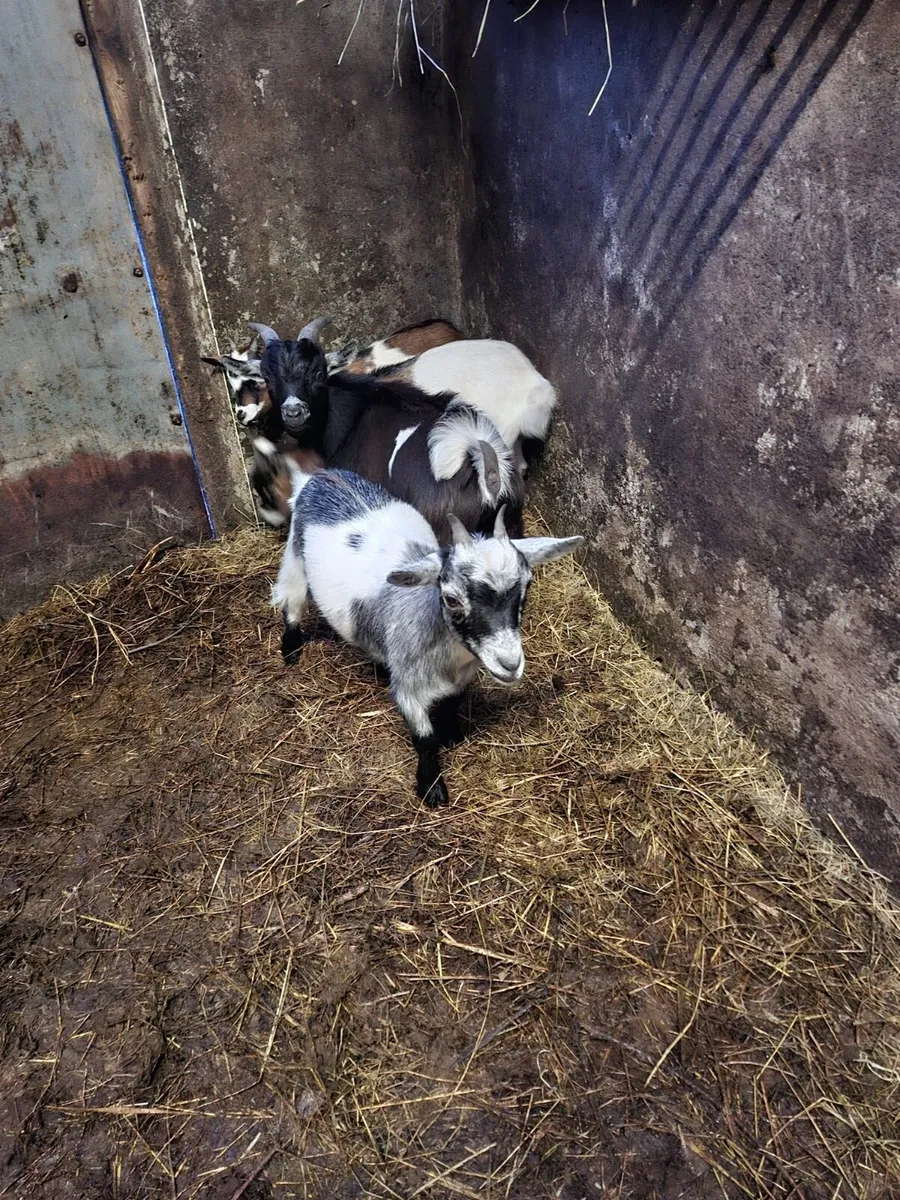 Kid Goats - Image 2