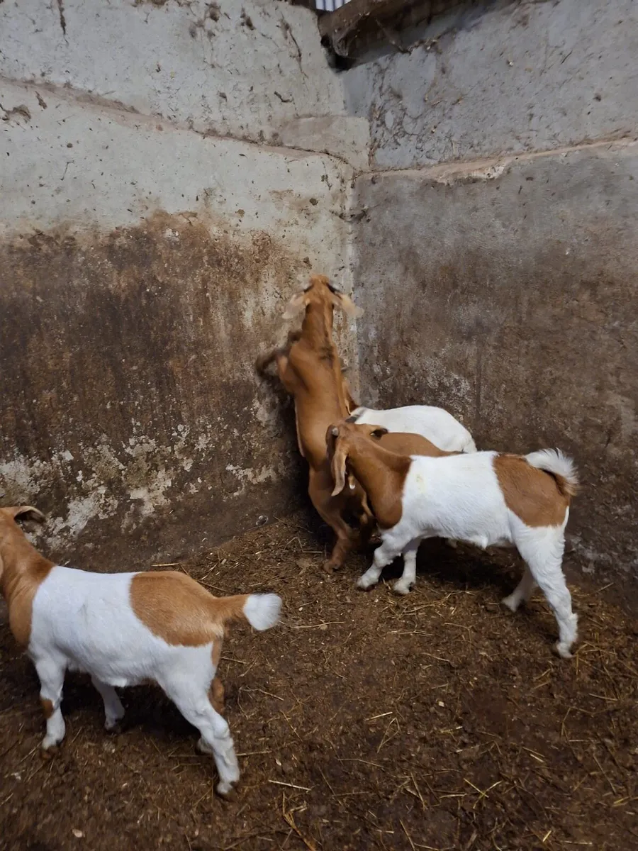 Kid Goats - Image 3