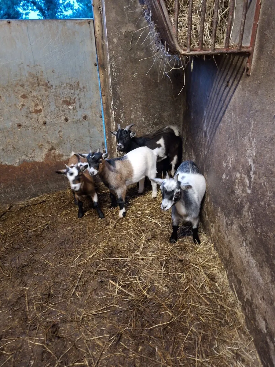 Kid Goats - Image 4