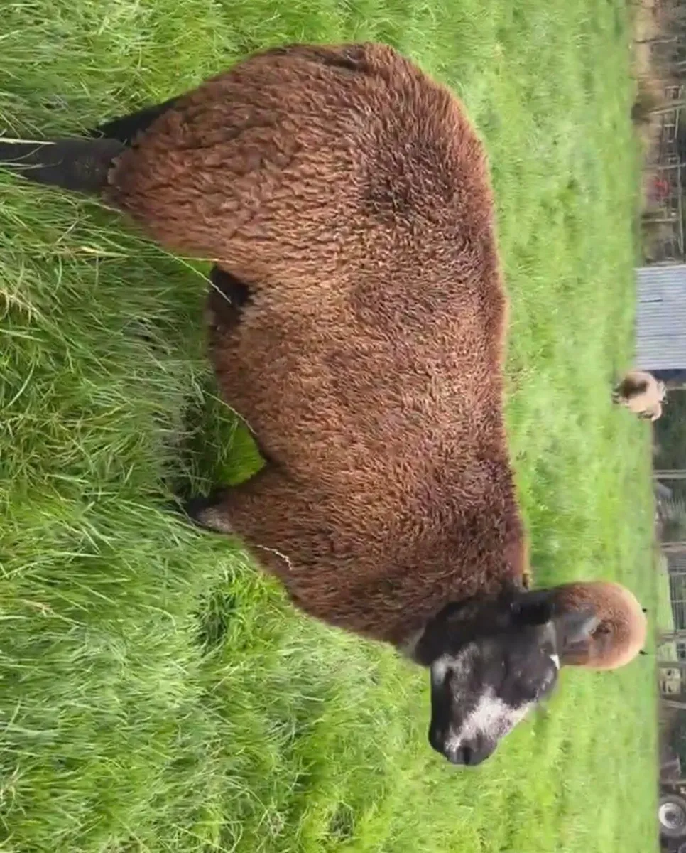 Sheep - Image 1