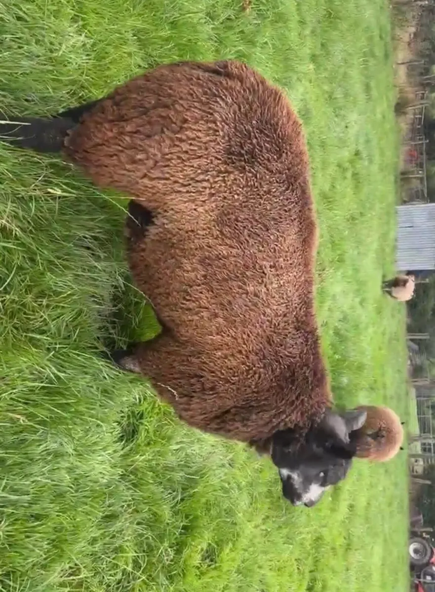 Sheep - Image 2