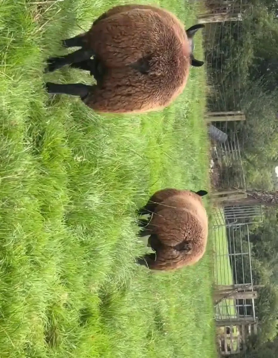 Sheep - Image 3