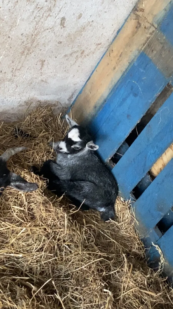 Pygmy goat - Image 2