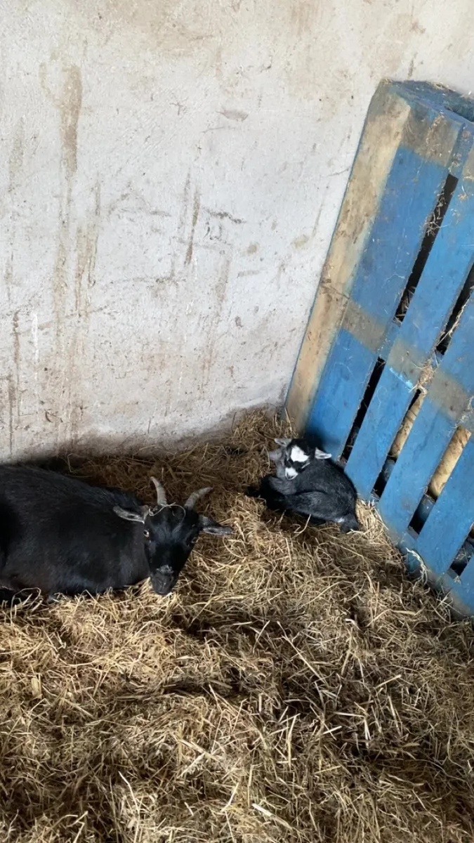 Pygmy goat - Image 3