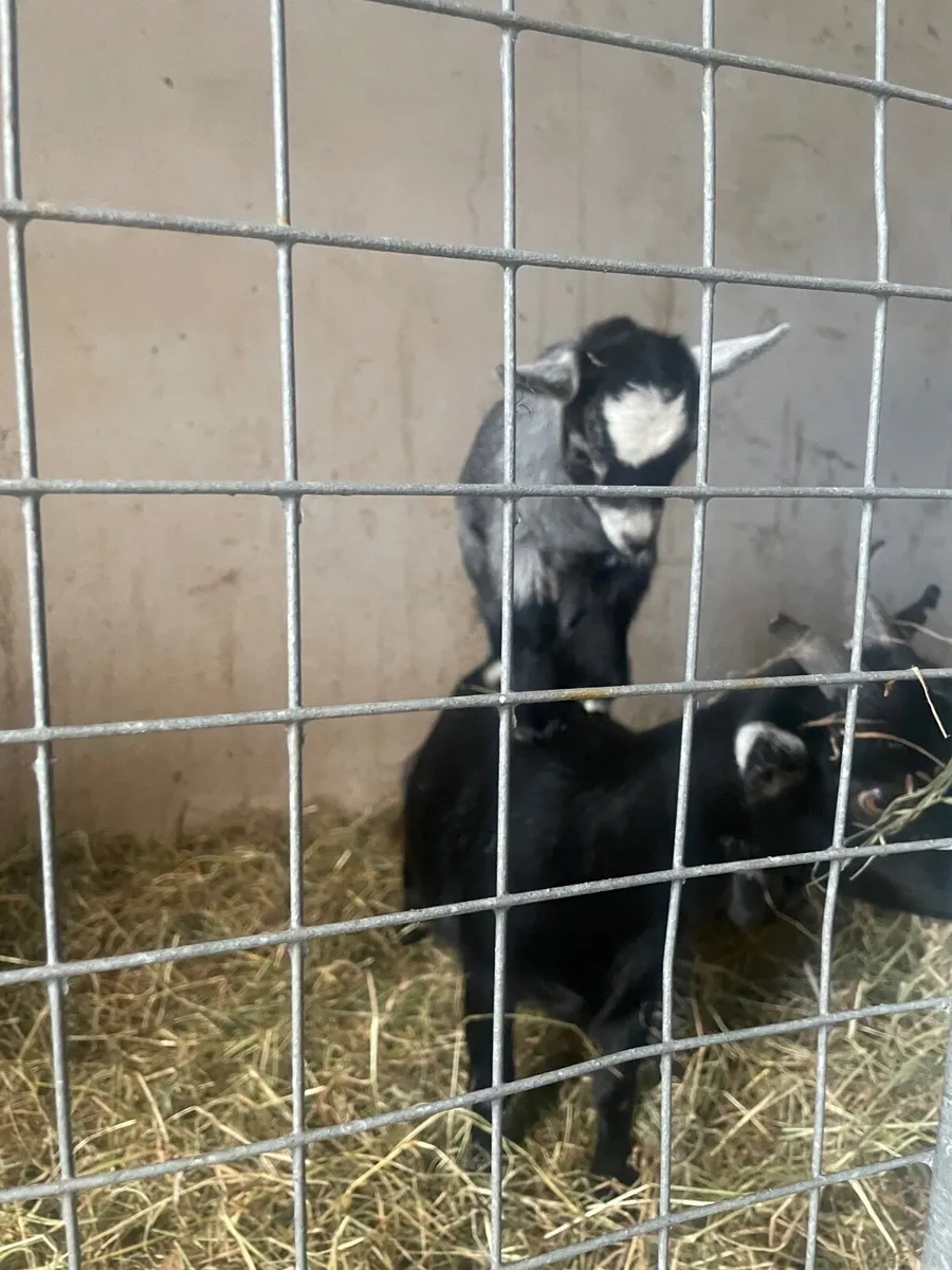 Pygmy goat - Image 4