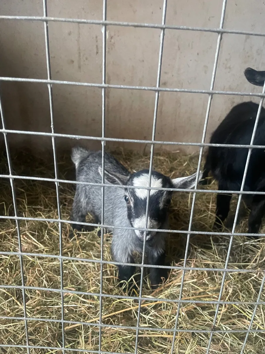 Pygmy goat - Image 1