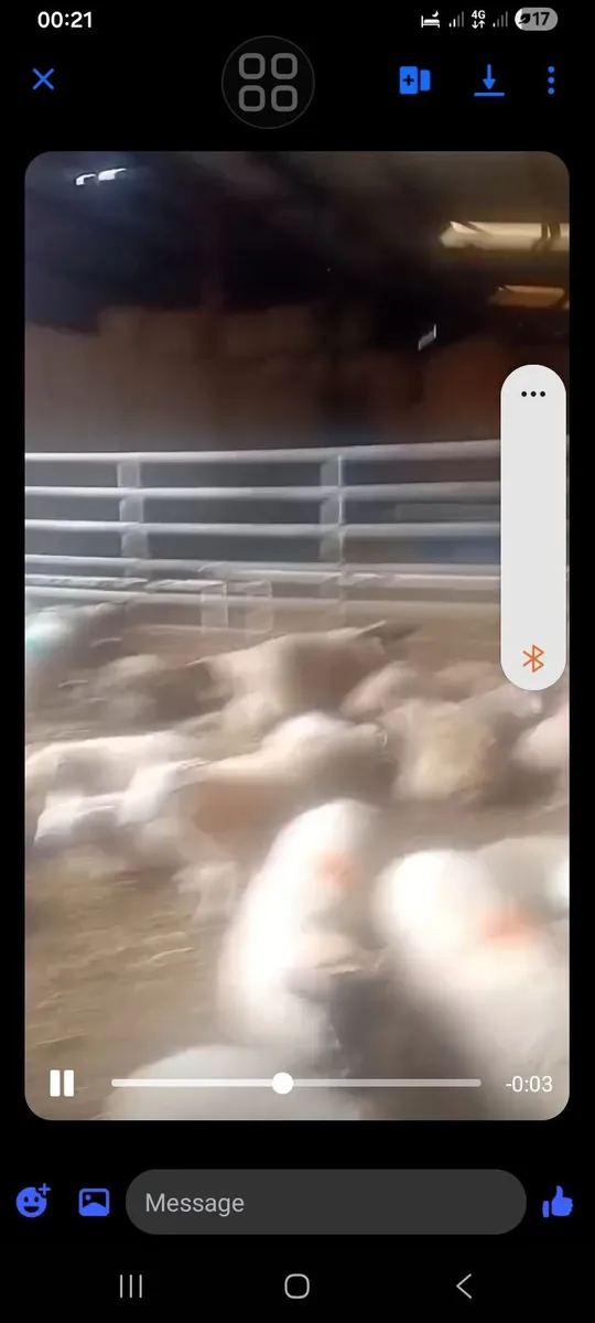 Sheep searing - Image 2