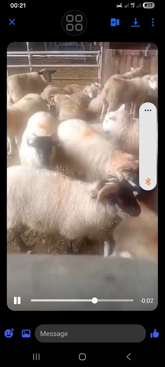 Sheep searing - Image 3