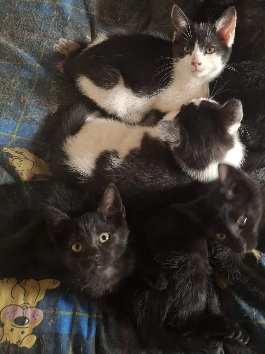 Kittens Free To A Good Home - Image 1