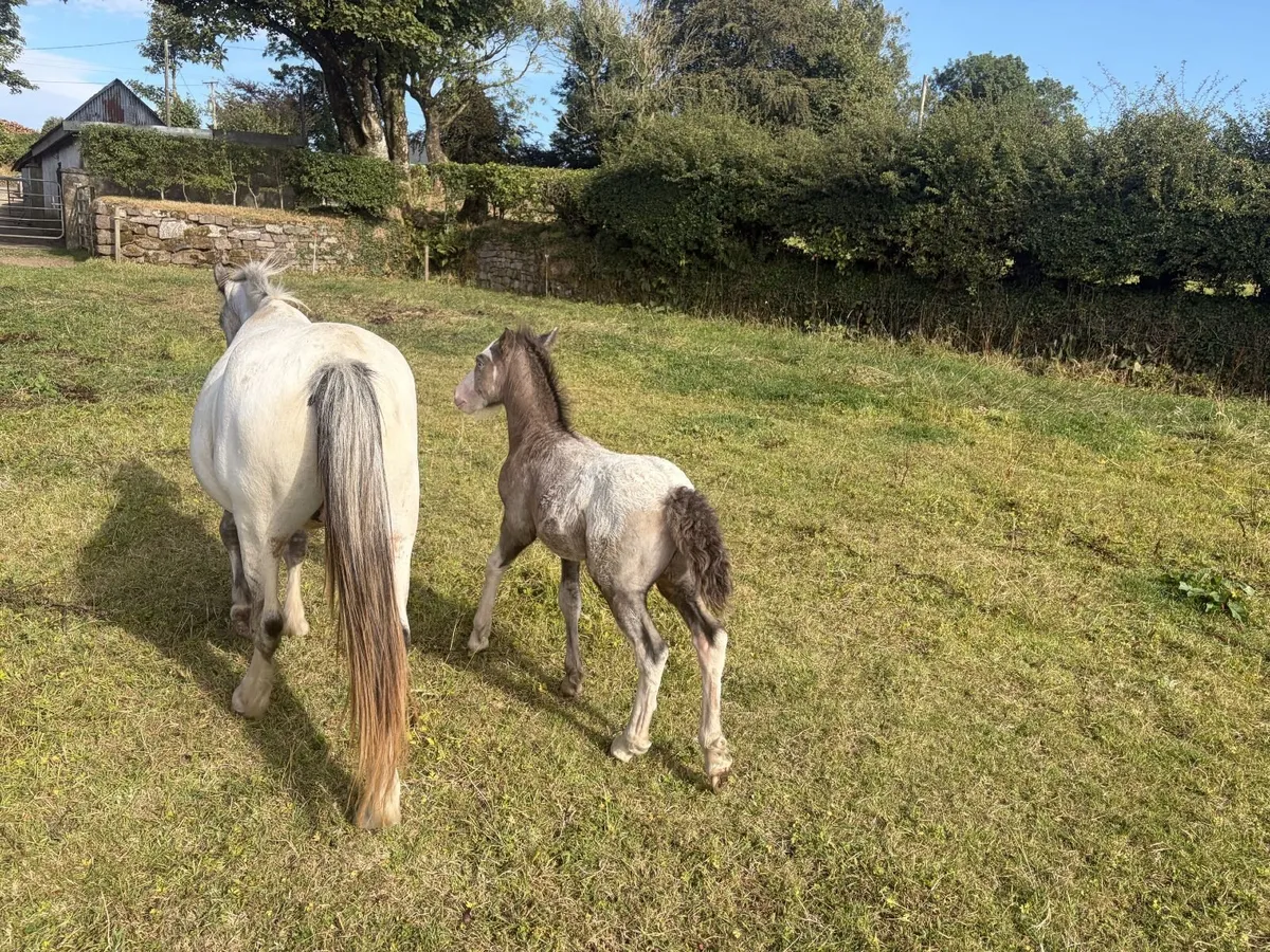 2'5 year old filly Cob & Foal - Image 2
