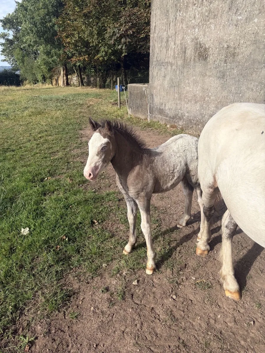 2'5 year old filly Cob & Foal - Image 3
