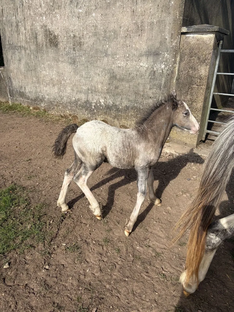 2'5 year old filly Cob & Foal - Image 4