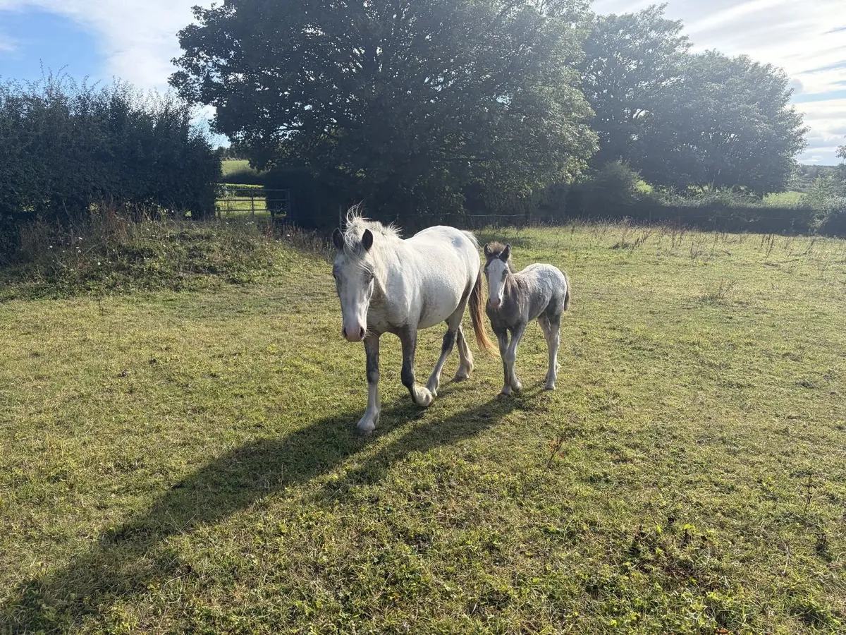 2'5 year old filly Cob & Foal - Image 1