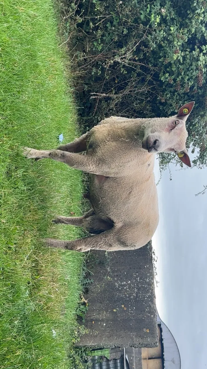 Purbread charollais ram - Image 2