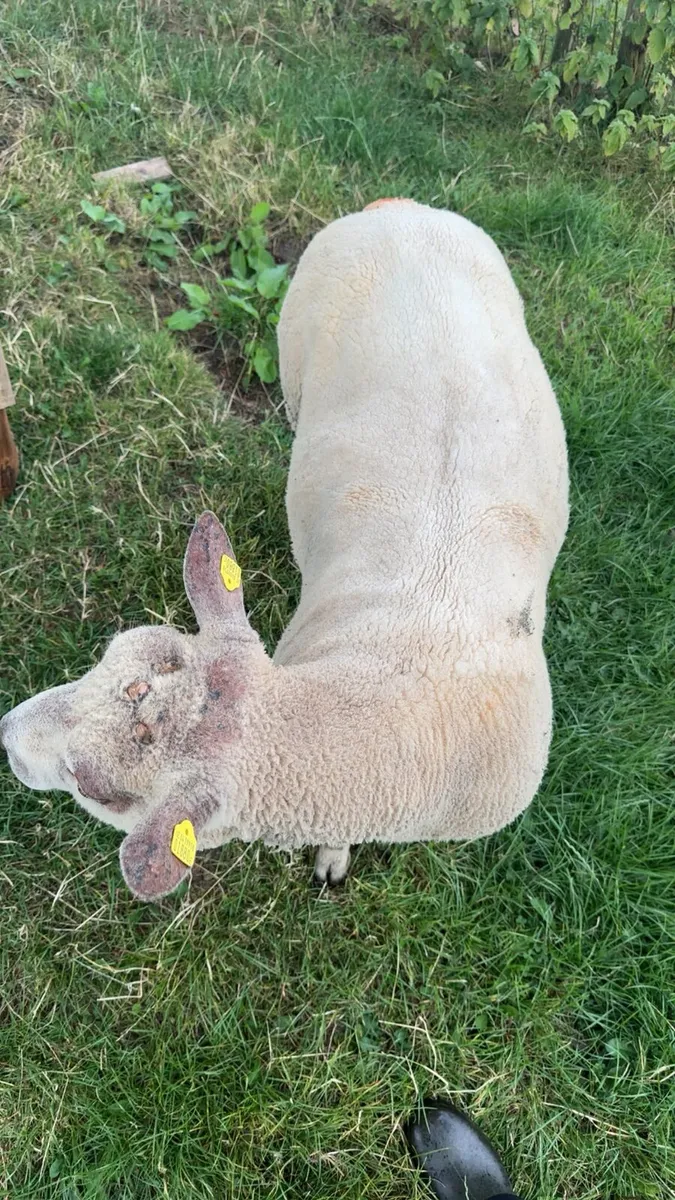 Purbread charollais ram - Image 4