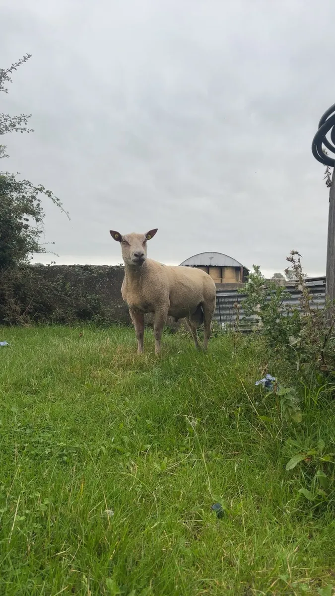 Purbread charollais ram - Image 3