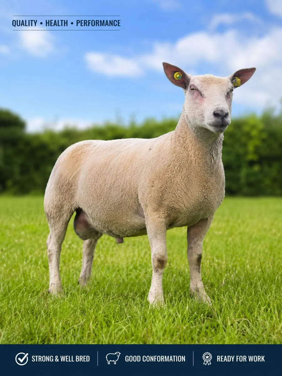 Purbread charollais ram - Image 1