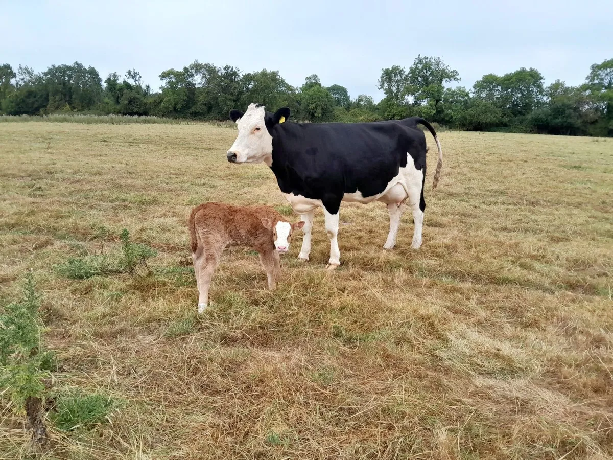 Sucklers First Calvers - Image 2