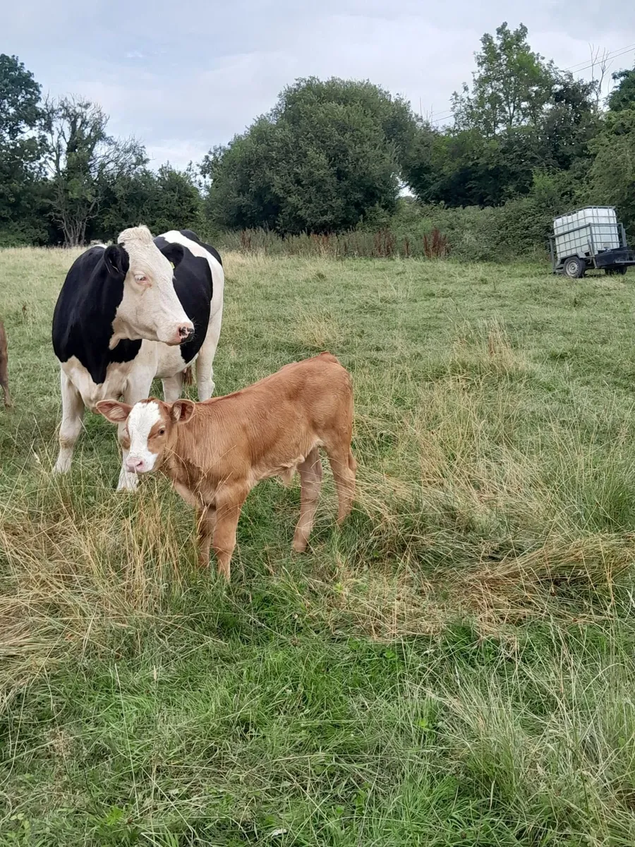 Sucklers First Calvers - Image 3