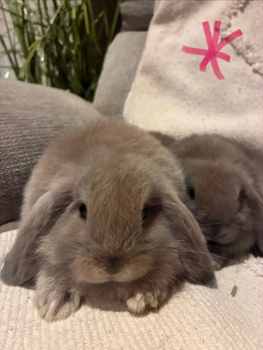 Mini lop rabbits - Image 3