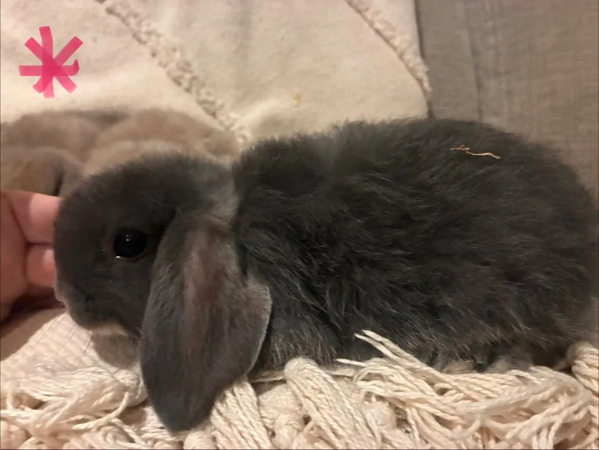 Mini lop rabbits - Image 4
