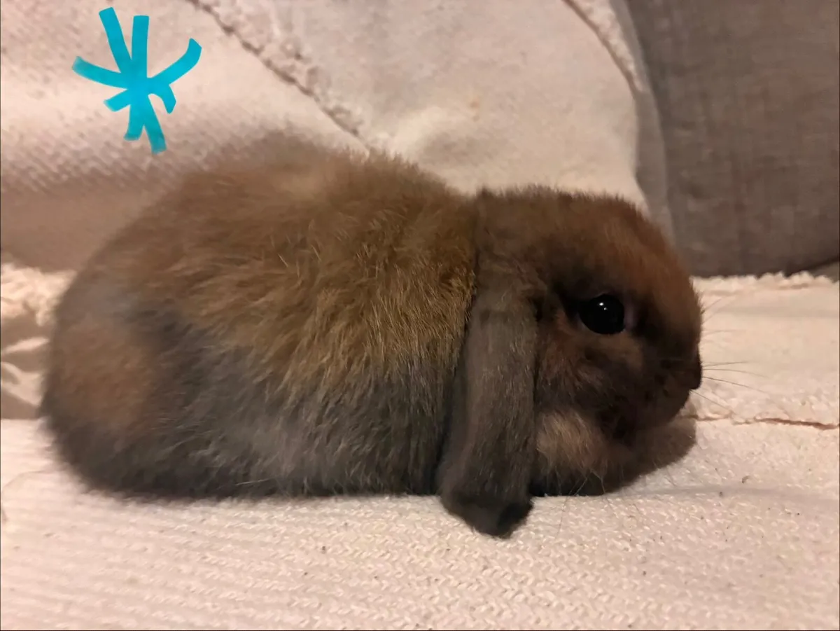 Mini lop rabbits - Image 2