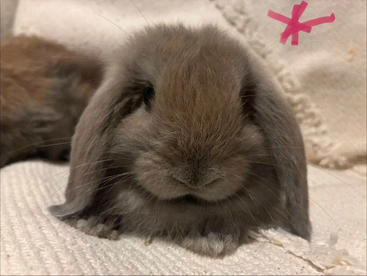 Mini lop rabbits - Image 1