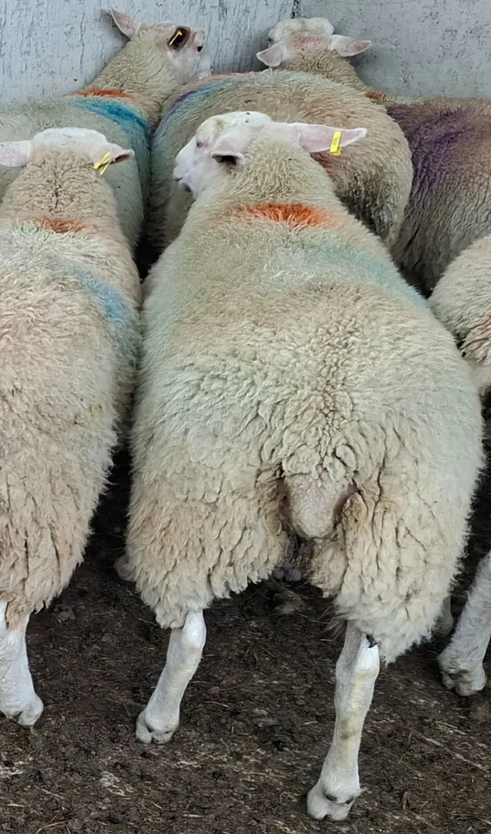 Belclare ewe lambs - Image 2